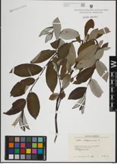 Foto von Salix lapponum L.